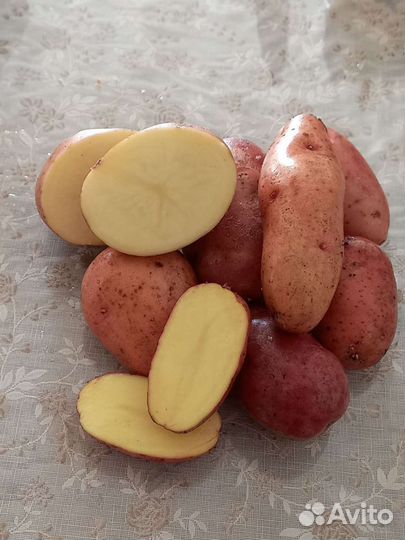 Картофель