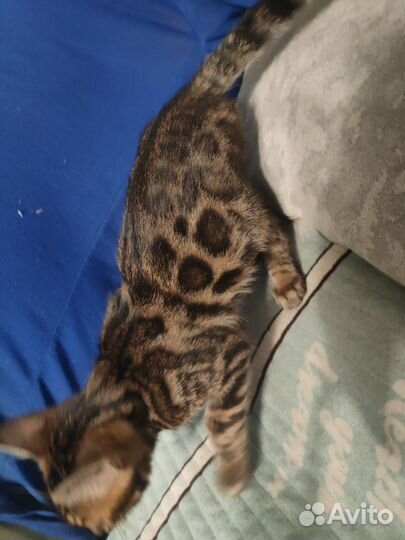 Бенгальская кошка