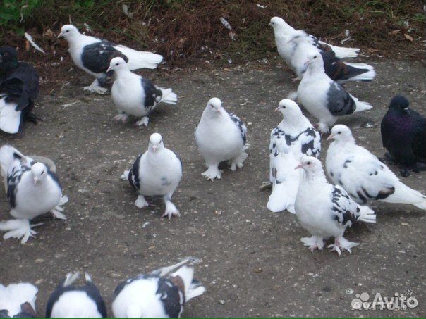 Голуби на свадьбу