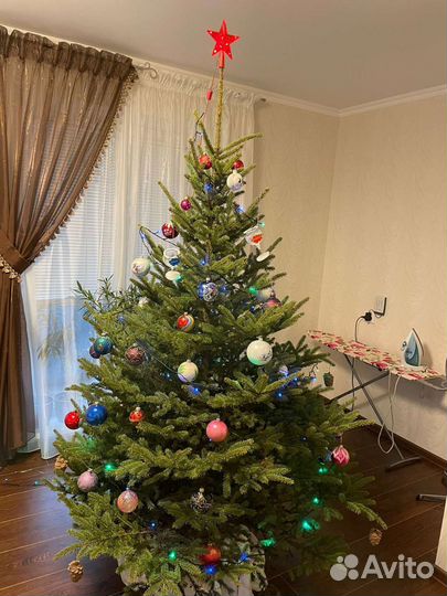 Сосна пихта елка новогодняя