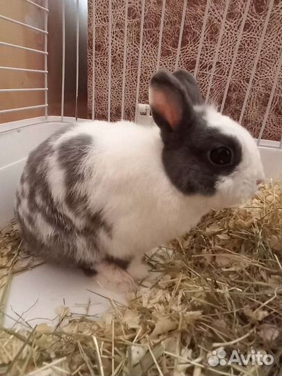 Декоративный кролик минор для случки