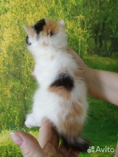 Котята Экзоты