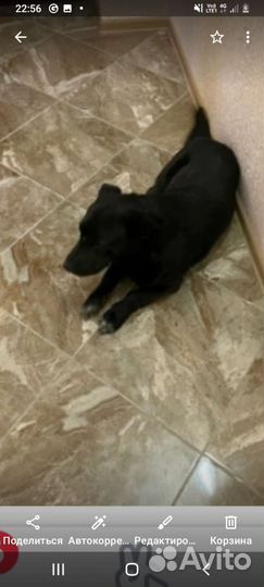 Кто потерял собачку