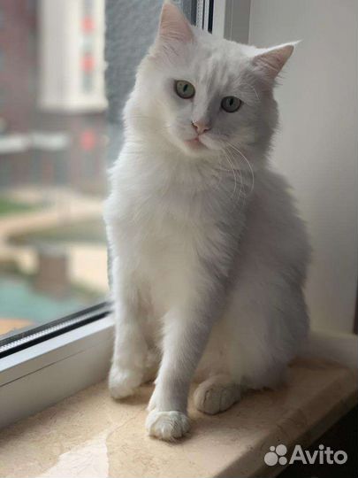 Белая кошка, котик, котята ищут семьи