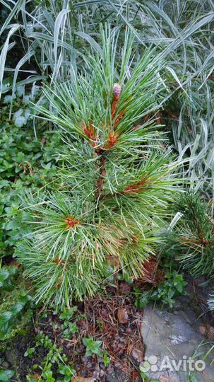 Кедр сибирский обычный и привитый