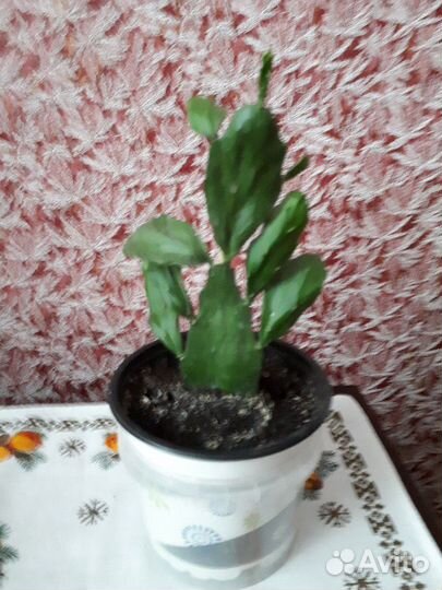 Опунция кактус