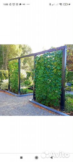 Саженцы девичий виноград