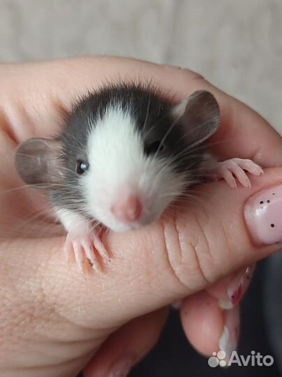 Крысята Дамбо