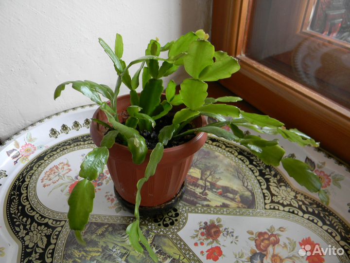 Декабрист розовый комнатные растения