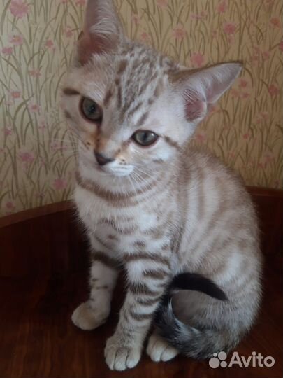 Котенок серебристый табби