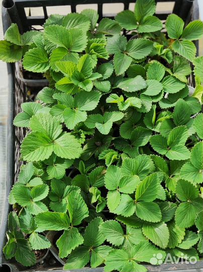 Рассада клубники, овощей, цветов