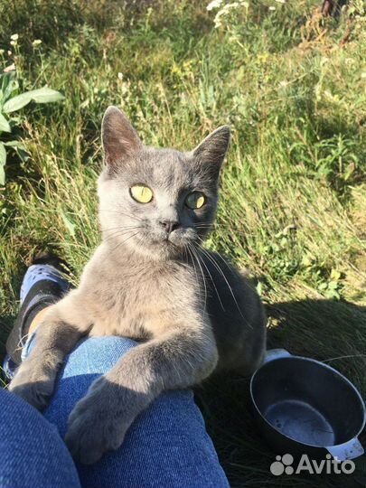Котята в добрые ручки