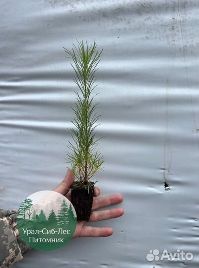 Сосна зкс окс сеянцы Ель Лиственница Голуб Горная