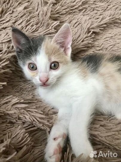 Ласковая малышка в добрые руки