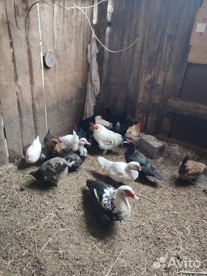 Продаётся семья гусей Линда и куриц домашнии