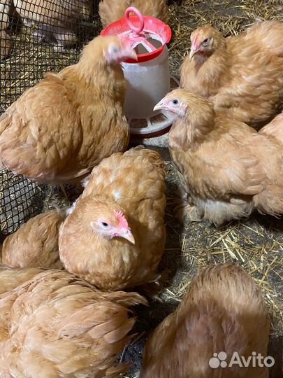 Куры кохинхины