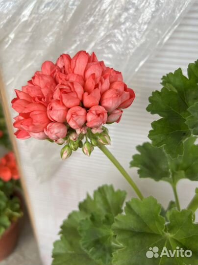 Герань сортовая