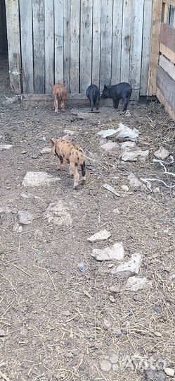 Продаются поросята