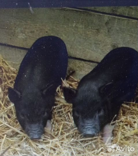 Вьетнамские поросята