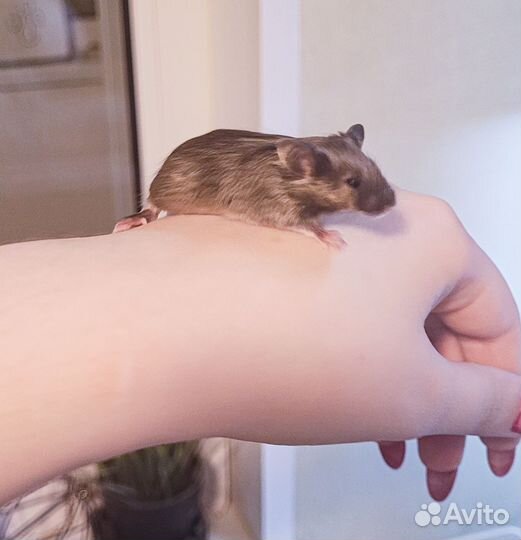 Декоративные мыши