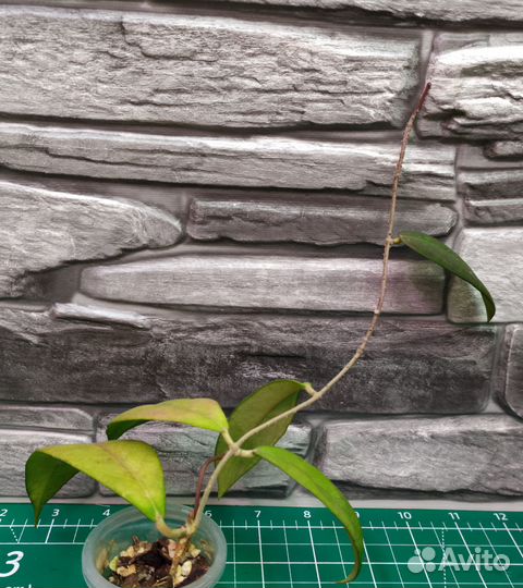 Мелколистные хойи 1