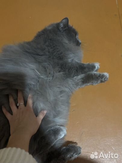 Отдам кота Сибирской породы мальчик