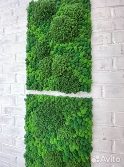 Панели из стабилизированного мха