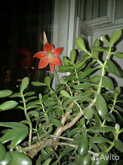 Амариллис, Гиппеаструм лилия комнатная
