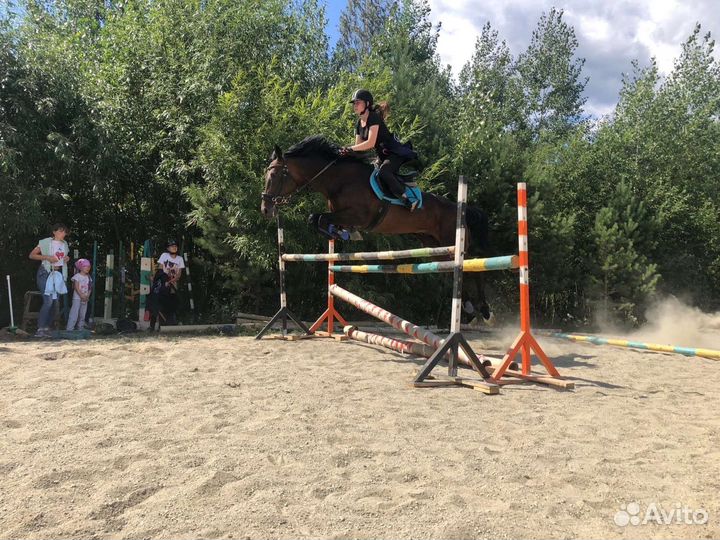 Жеребец на продажу