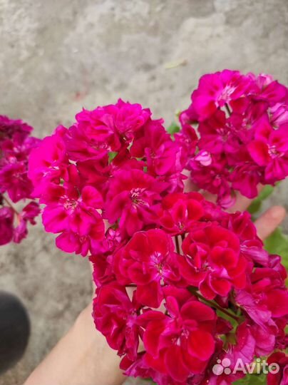 Пеларгония разных сортов