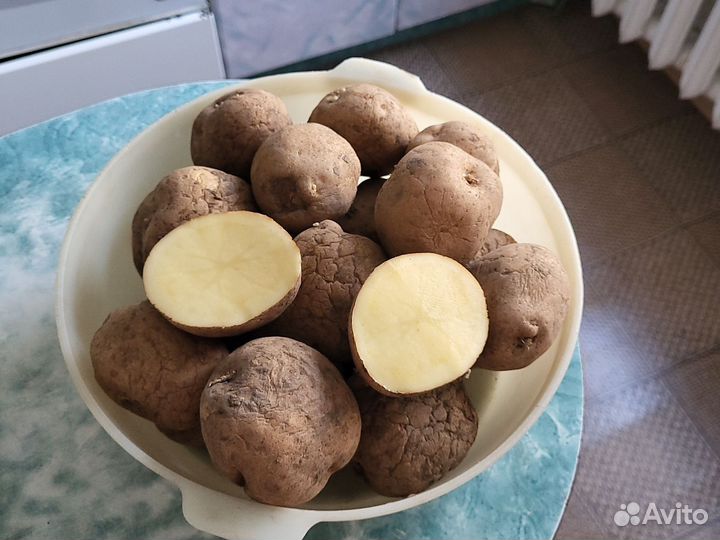 Семенной картофель гала