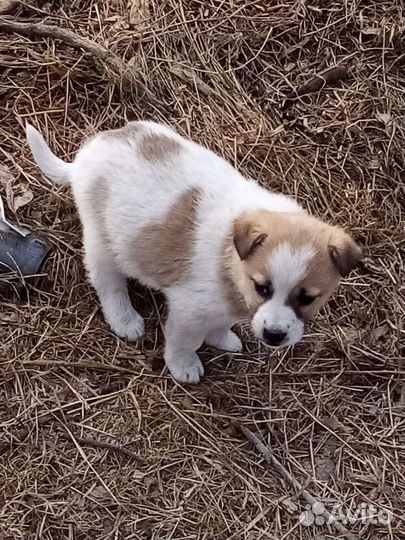Щенки