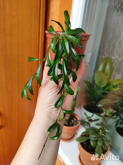 Хойя и дисхидия