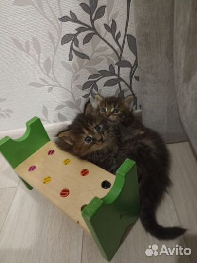 Котята мейн-кун