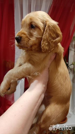 Щенок английский кокер спаниель