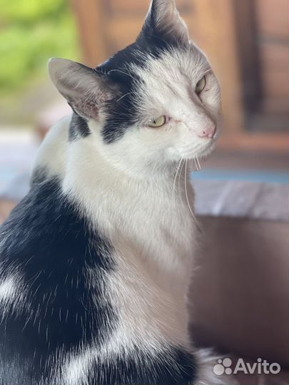 Подарю талисман удачи