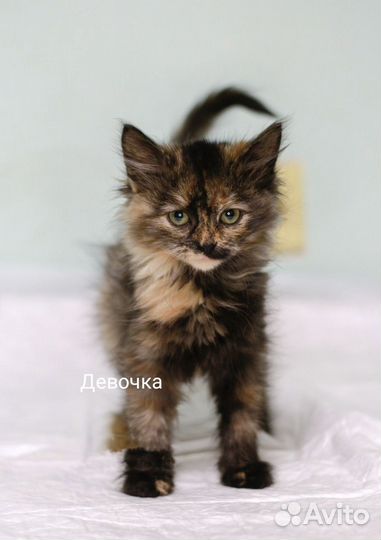 Котята