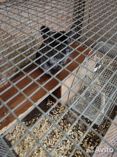 Шиншилла с клеткой, торг уместен