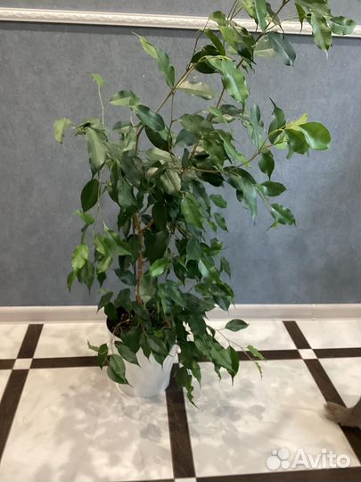 Фикус бенджамина