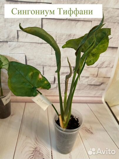 Сингониумы