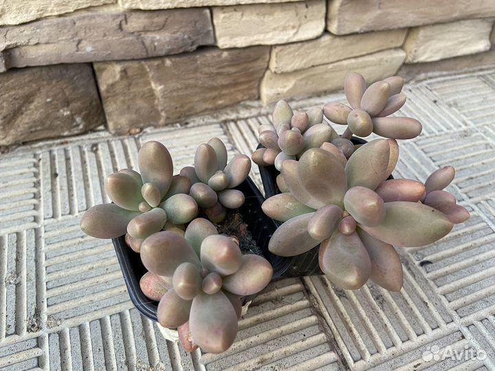 Суккуленты