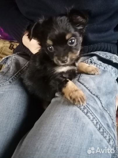 Щенки чихуахуа мини