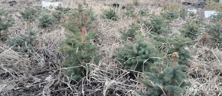 Саженцы ель голубая Misty Blue