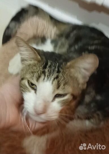 Отдам кота в добрые руки