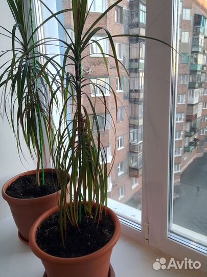 Продам цветы