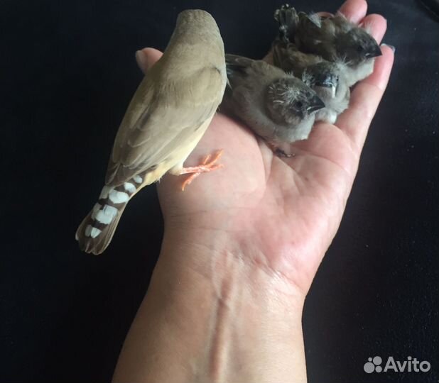 Зебровые амадины