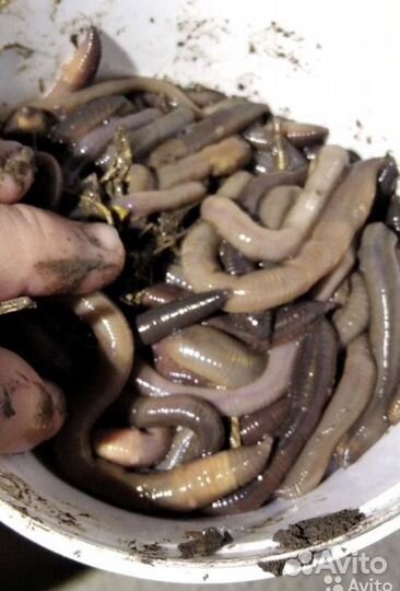 Черви для рыбалки