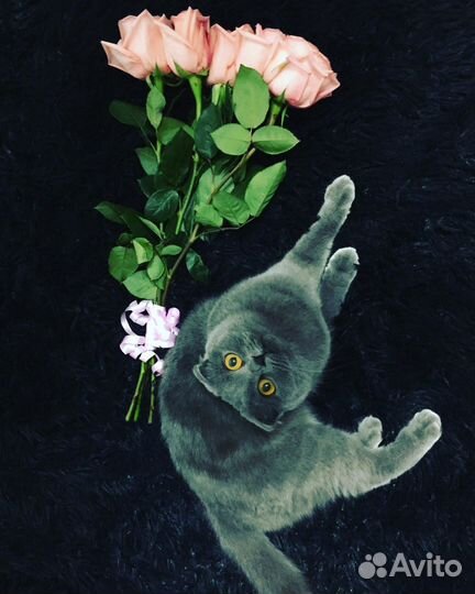 Отдам в добрые руки