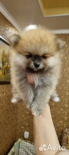Щенок шпиц мини