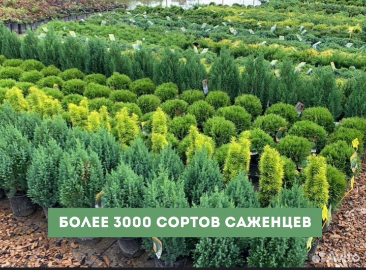 Можжевельник Мунглоу